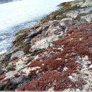 진도특산물 이미지