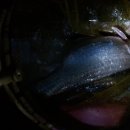 민들레장 이미지