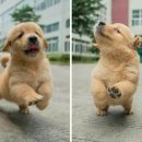 요 Daum카페
