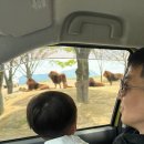 만도카 | 일본 후쿠오카 벳푸 가족여행 / 엄청난 스케일의 동물원 ‘ 아프리칸 사파리 ’ 렌트카 이용후기