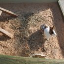 강릉아기동물농장 이미지