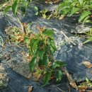 느티나무농원 이미지