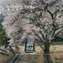 그루봄 | 밀양향교 매화 실시간 후기!단 한 그루가 주는 압도적인 봄의 감동(주차/포토존)