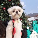 코코스퀘어 애견미용 이미지