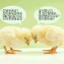 한선호농장 Daum카페