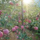 일출농장 이미지