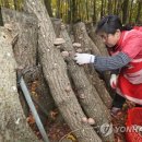 영농조합법인한라표고