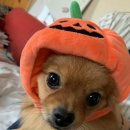 태령 이미지