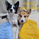 이쁜강아지 | (강아지 패딩 추천)애니멀로우 강아지 패딩 조끼 사용 후기