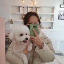 노크노크 강아지미용실 | 내돈내산 (내돈내멍) 노크노크 강아지 미용실 비숑프리제 푸들컷 전후사진 + 후기