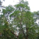 완도 정자리 황칠나무 이미지