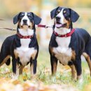 훈트하임 이미지