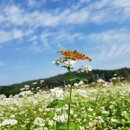 메밀꽃필무렵 - 상주시 상산로 356-1 | 메밀꽃필무렵