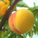 금빛농원 이미지