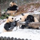 데굴데굴 이미지