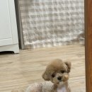 비비앤독 이미지