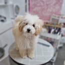 리틀댕댕 이미지