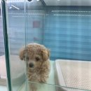 리얼독스 강아지분양 일산본점 이미지