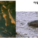 봉하천 이미지