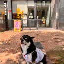 루루 반려견 이미지