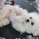 달이네 애견미용실 이미지