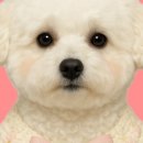 브라비 펫케어 이미지