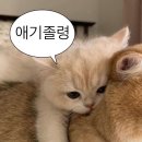 청주 운천동 카페 칠러 운리단길 커피 맛집 피스타치오 라떼 후기