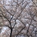 잎새달