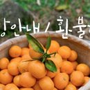 봄의손메