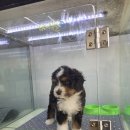빼로독 강아지분양 의정부본점 이미지