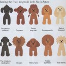 펫스타일 이미지