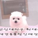 강남펫스타일 이미지