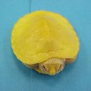 노란거북이 이미지