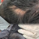 헤이브로우 이미지