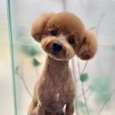 이다애견미용실 이미지