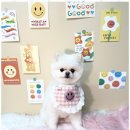 용황애견 이미지