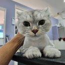 아꼬운냥 이미지