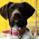 멍이와 양이 이미지