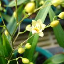 환타지아 이미지