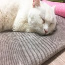 베리떼 동물병원 | 랜선집사에게 찾아온 운명같은 묘연 (유기묘 유기동물 입양 포인핸드)