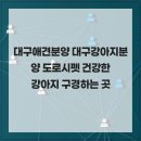 대구강아지분양 도로시펫 | 대구애견분양 대구강아지분양 도로시펫 건강한 강아지 분양받는 곳