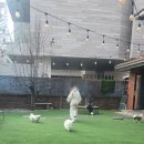 학동 애견 이미지