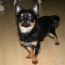 치와와 둥지 이미지