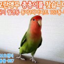 앵무새를찾습니다,모란앵무,수컷,경남 창원시 마산합포구 월영동 동아1차 아파트 107동 출입구 앞 주차장 이미지