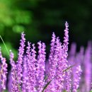 대전교촌초등학교 이미지