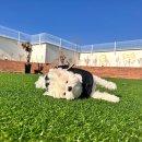 털로덮인친구들 애견유치원&애견호텔 수원시청역점 이미지