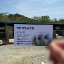 동막영농조합 | 진도 진도개분양 진도개영농조합 진돗개 분양