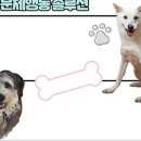 댕댕박사 이미지