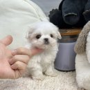 앙쥬펫 네이버블로그