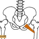 치골근(pectineus) 이미지